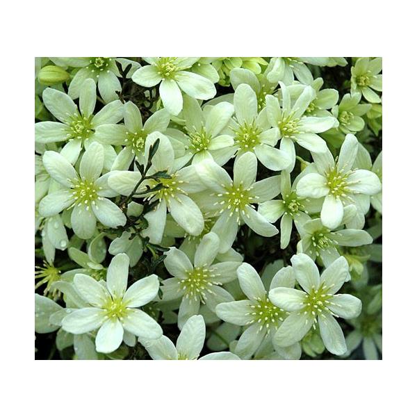 クレマチス 花 苗 常緑 ペトリエイ 10 5cm2年生ポット オセアニア系 N Clematis Petrieim イングの森 花 苗 育て方 通販 Yahoo ショッピング