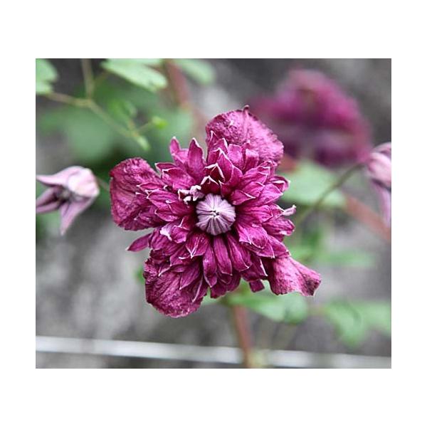 クレマチス パープレア・プレナ・エレガンス 4.5号サイズポット苗