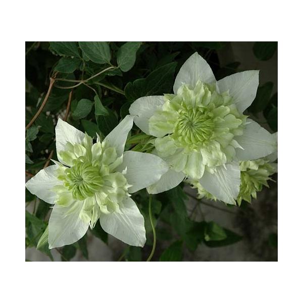 クレマチス 白万重 4.5号サイズ2年生ポット苗 : イングの森 花苗の専門