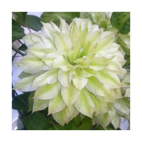 クレマチス 白 苗の人気商品 通販 価格比較 価格 Com