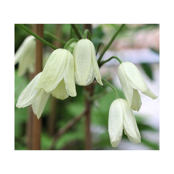 N}`X  c gK^nVEd 4.5TCY2N|bg