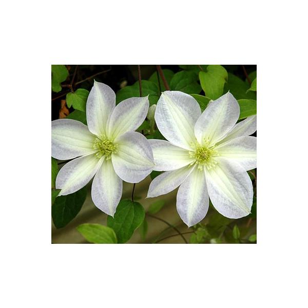 hanamankai_n-clematis-yuki