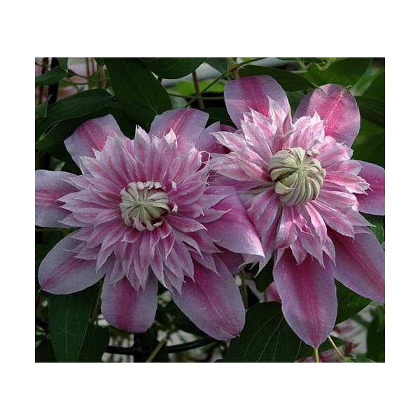 鉢 クレマチス 花 苗の人気商品 通販 価格比較 価格 Com