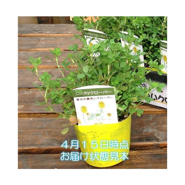 クローバー シロツメクサ 花 苗 春 黄色 グランドカバー しあわせいっぱい ラッキーイエロー 1ポット 白詰草 Buyee Buyee Japanese Proxy Service Buy From Japan Bot Online