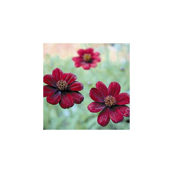 ＰＷの宿根草 チョコレートコスモス チョカモカ 3.5号（直径10.5cm）1株 花苗 ガーデニング 鉢植え プルーヴンウィナーズ