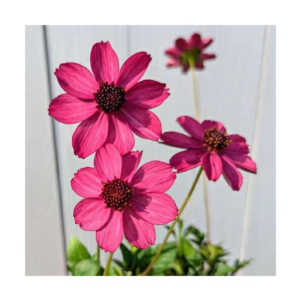 宿根草 チョコレートコスモス チェリーチョコレート 3.5号（直径10.5cm