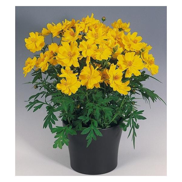 コスモス コスミック イエロー ３ポットセット Buyee Buyee 提供一站式最全面最專業現地yahoo Japan拍賣代bid代拍代購服務 Bot Online