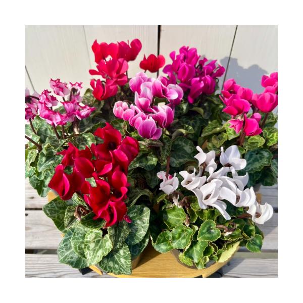 【お届けに関して】・色系統では下記品種がございます。花色に関しては個別の写真で確認してください。・商品画像は開花時の見本です。お届けするタイミングによっては花がない状態の場合もあります。・赤・白・ピンク・濃い赤・ピコラ(2色咲)　・ビクトリ...