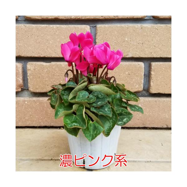 ミニ ガーデンシクラメン 寄せ植え 花苗 元気いっぱいこの状態 選べる7系統 ガーデニング 秋 冬 春 Buyee Buyee Japanese Proxy Service Buy From Japan Bot Online