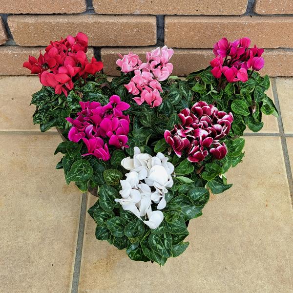 ガーデンシクラメン10種類 花 鉢 10種各1ポットの10ポットセット 他品同梱可 Buyee Buyee Japanese Proxy Service Buy From Japan Bot Online