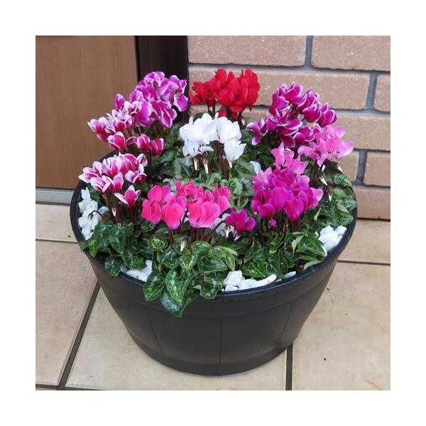 K[fVN 񂹐AahfTCY KiVNX񂹐A Ă܂Ŋy߂܂I SEis@񂹐AB