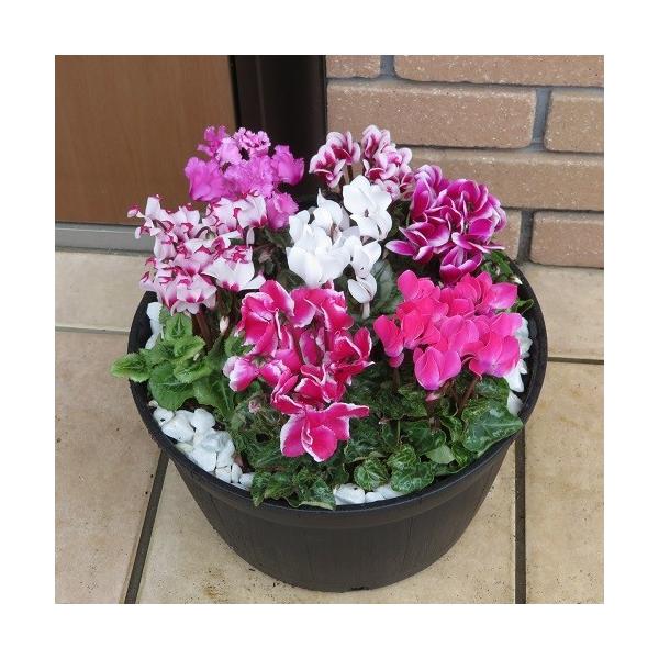 K[fVN  v^[  񂹐A 7 Ki ~fBATCY Ă܂Ŋy߂܂I S is 񂹐AA