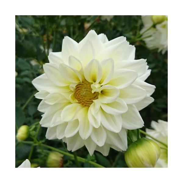 ダリア 苗の人気商品 通販 価格比較 価格 Com