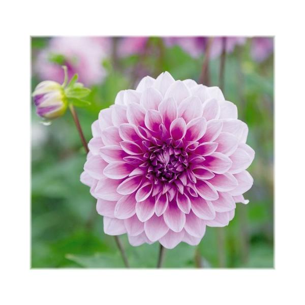 皇帝ダリア ダリヤ ガッツァリア 花 苗 秋 八重咲き 多年 宿根草