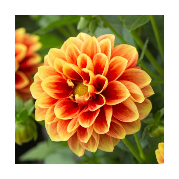 宿根草 ダリア マキシ エッジズオレンジ 3号（直径9cm）ポット苗 1株