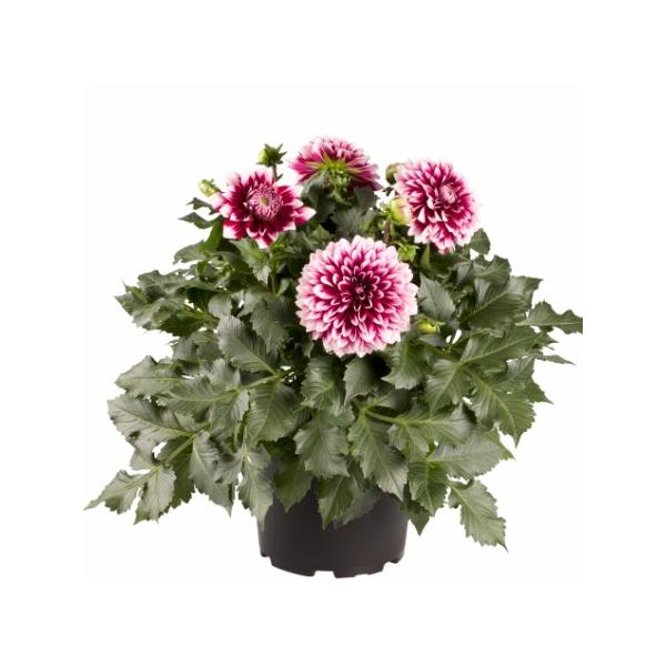 ガーデンダリア 花 苗 マキシ カンクン １株 宿根草 栄養系 育て方の説明書付き Buyee Buyee บร การต วกลางจากญ ป น ซ อจากประเทศญ ป น