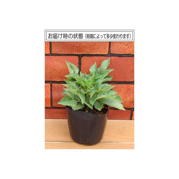 ガーデンダリア 花 苗 マキシ カンクン １株 宿根草 栄養系 育て方の説明書付き Buyee Buyee บร การต วกลางจากญ ป น ซ อจากประเทศญ ป น