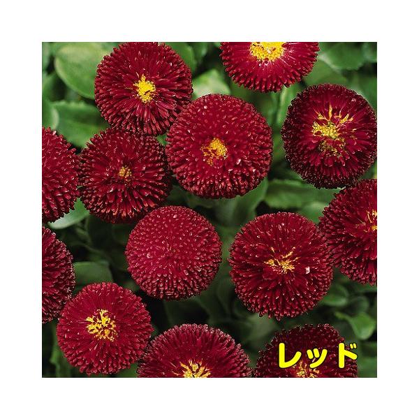 耐寒性 一年草 デイジー デージー ベリシマ 2株セット パンジー ビオラと一緒に植えましょう Buyee Buyee Japanese Proxy Service Buy From Japan Bot Online