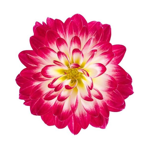 プチガーデン ダリア 花 苗 スマイル パープルバイカラー 1株 宿根草 寄せ植え 切り花 イングリッシュガーデン 夏 Buyee Buyee 日本の通販商品 オークションの代理入札 代理購入