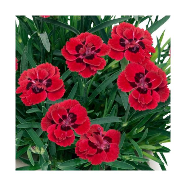 �_�C�A���T�X �� �c �t���[���A���[�� ���[�W�� �t �� �Ȃł��� 3���|�b�g ���a9cm �ϊ��� ���N�� ���q ���A��