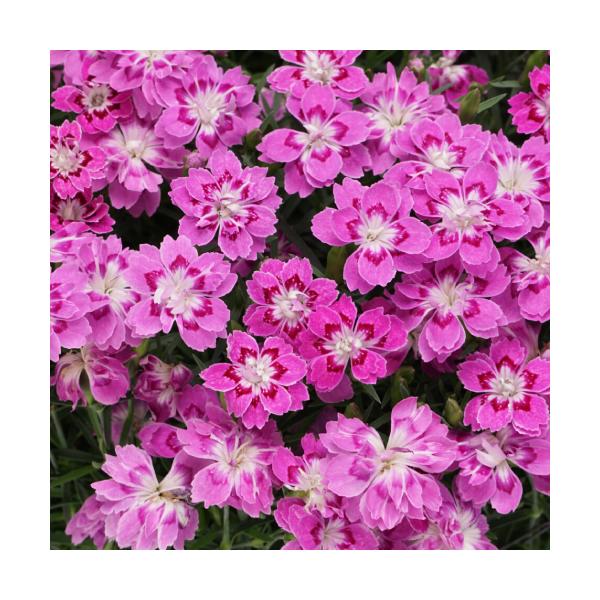 ダイアンサス 花 苗 フルーリアムール なでしこ サクラドロップ 3号 (直径9cm) ポット 耐寒性多年草 ナデシコ 撫子