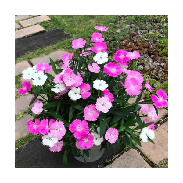 マジック 苗の人気商品 通販 価格比較 価格 Com