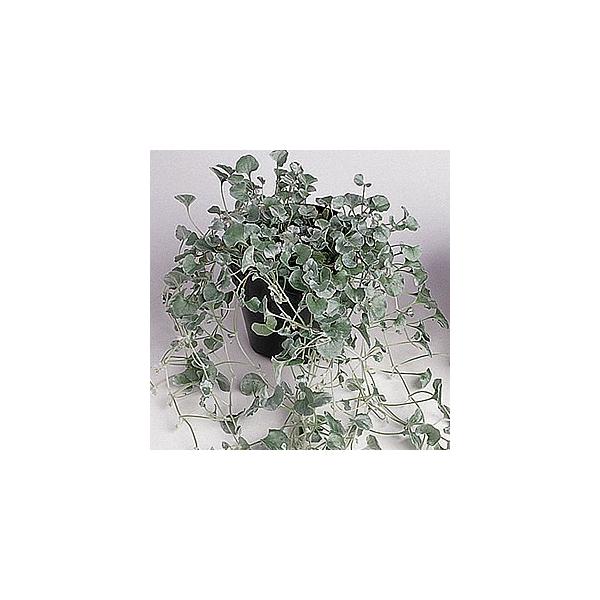 ディコンドラシルバーリーフは銀色に輝く小さな丸葉が美しく垂れ下がるタイプなので、単体で優雅に仕立てることはもちろん、ハンギングや寄せ植えの素材としても人気の植物です。日陰での栽培にも適しており、グランドカバーにもおすすめ。お庭や鉢植えを明る...