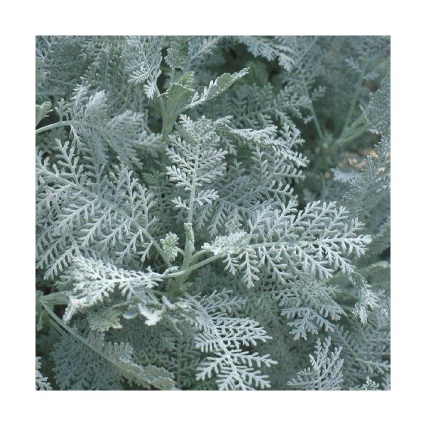 ダスティミラー シルバーレース シロタエギク 2株セット Buyee Buyee Japanese Proxy Service Buy From Japan Bot Online