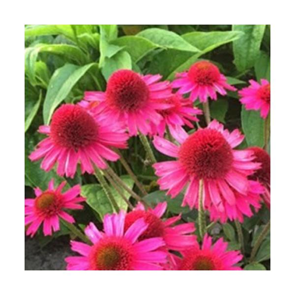 エキナセア 苗 パープレアの人気商品 通販 価格比較 価格 Com