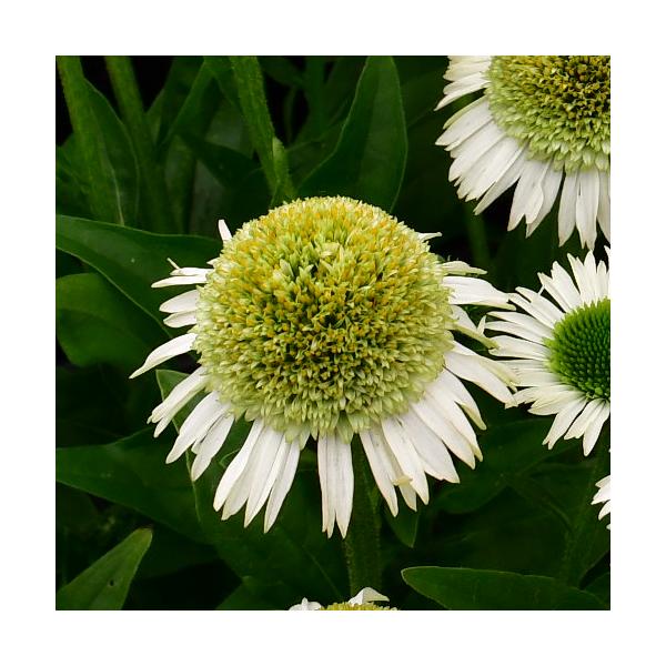 エキナセア 苗 パープレアの人気商品 通販 価格比較 価格 Com