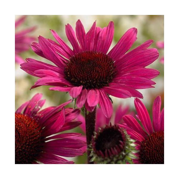 エキナセア 苗 パープレアの人気商品 通販 価格比較 価格 Com