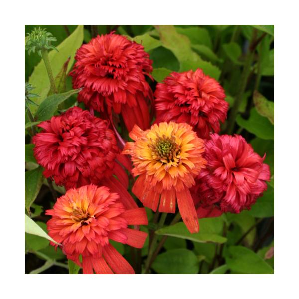 エキナセア 苗 パープレアの人気商品 通販 価格比較 価格 Com