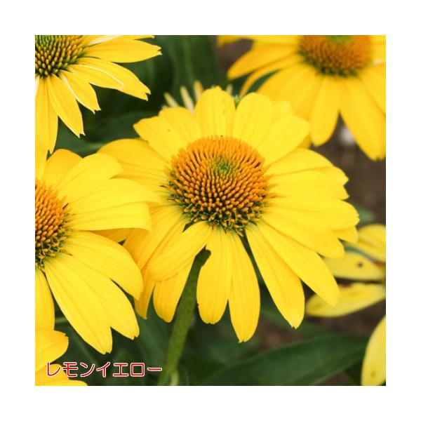 エキナセア 苗 花 ソンブレロシリーズ 選べる6色 1株 宿根草 夏花壇 切り花 耐寒性 Buyee Buyee 日本の通販商品 オークションの代理入札 代理購入