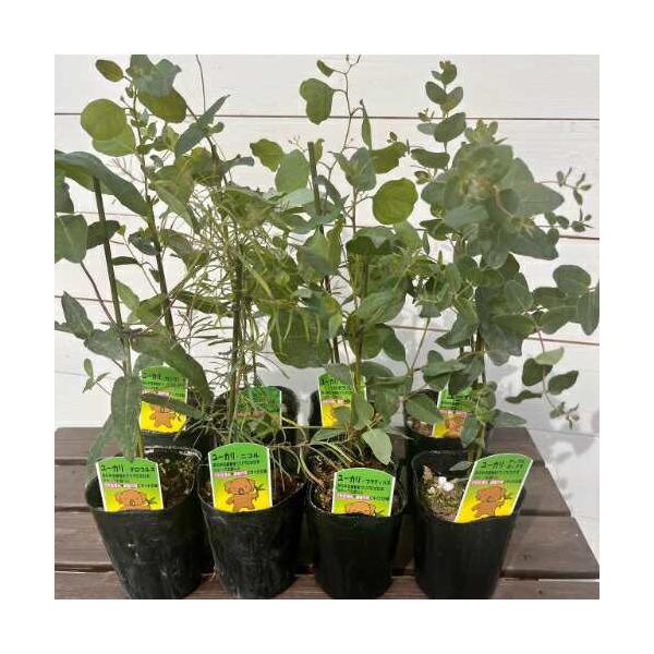 ■開花：4〜5月■成長時草丈：鉢植えで1m位、地植えで2〜3m位■お届け時の状態：3号（直径9cm）ポット苗■常緑高木8品種からお選びください・アップルボックス・カンフォラ・グニー・グロブルス・シルバーダラー・ディスペンス・ニコル・プラティパス