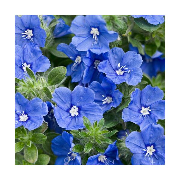 エボルブルス ブルーラグーン 4号（直径12cm）鉢植え 1個 真夏も咲き続ける　PW（PROVEN　WINNERS) 花苗 園芸 ガーデン 庭植え 花壇