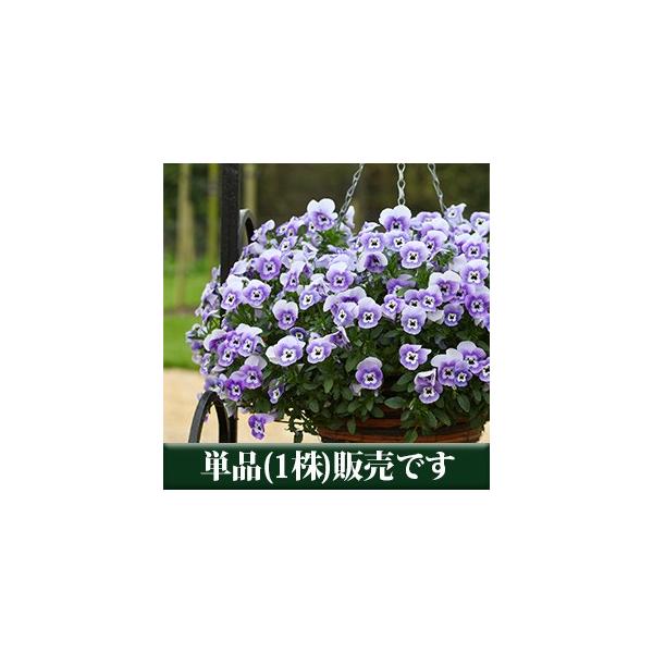 パンジー ビオラ 苗 寄せ植え パンジー フリーフォール系 マリーナ ポット苗 1個 すみれ Buyee Buyee 日本の通販商品 オークションの代理入札 代理購入