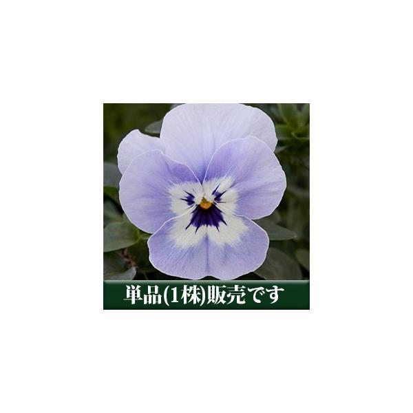 パンジー ビオラ 苗 寄せ植え パンジー フリーフォール系 マリーナ ポット苗 1個 すみれ Buyee Buyee 日本の通販商品 オークションの代理入札 代理購入