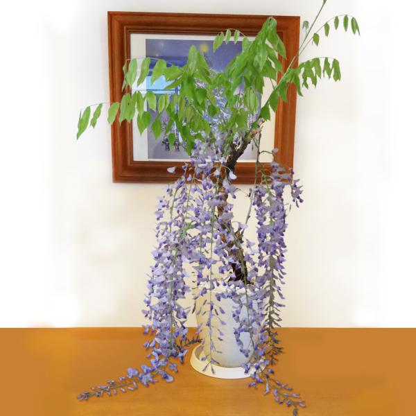 藤 鉢植え 植木 盆栽の人気商品 通販 価格比較 価格 Com