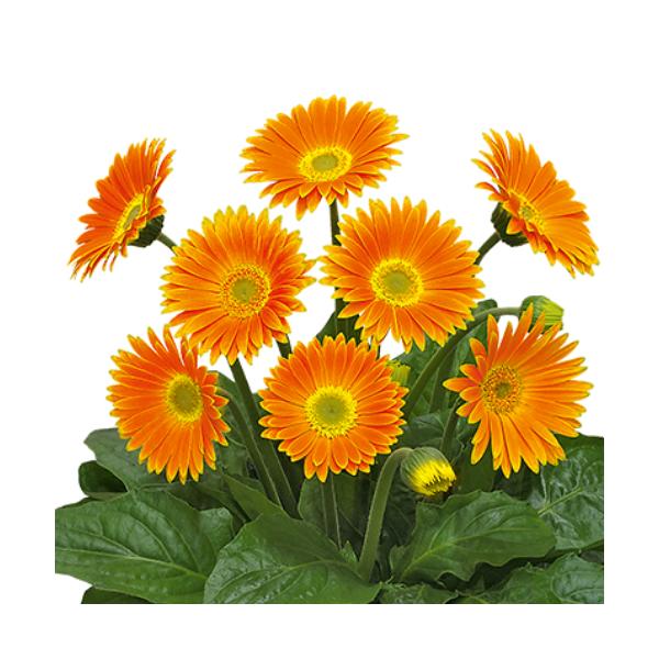 ガーベラ ガーデン 苗の人気商品 通販 価格比較 価格 Com