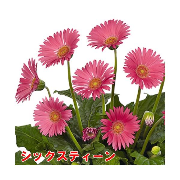 ガーベラ 花 苗 宿根ガーデンガルビネア 選べる10色 １株 Buyee Buyee 日本の通販商品 オークションの代理入札 代理購入