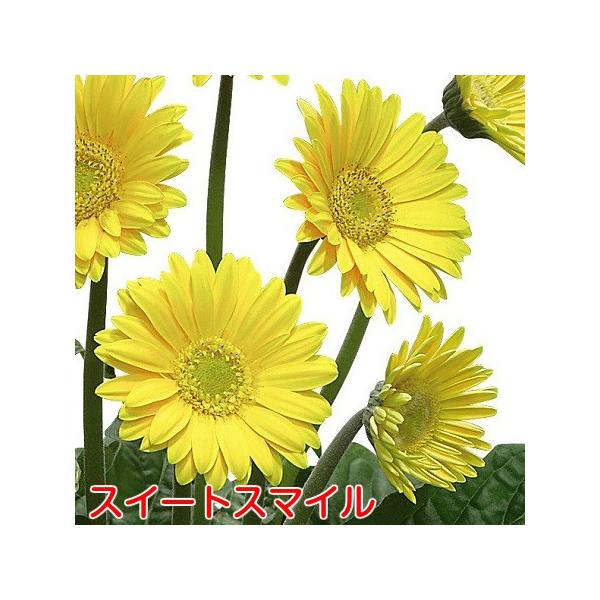 ガーデンガーベラ ガルビネア 花 苗 多年草 春 夏 秋 大輪タイプ 選べる5色 1株 宿根 地植え 鉢 Buyee Buyee 日本の通販商品 オークションの代理入札 代理購入