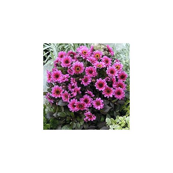 ダリア 苗の人気商品 通販 価格比較 価格 Com