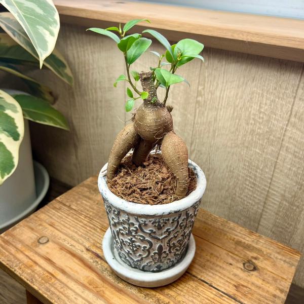 ミニガジュマル セメント鉢植え 直径9cm 受け皿付き 植え替え不要