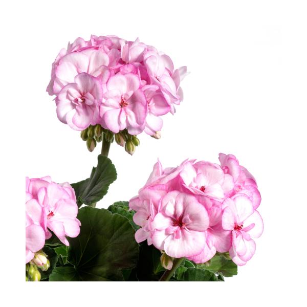 ゼラニウム 苗 苗の人気商品 通販 価格比較 価格 Com