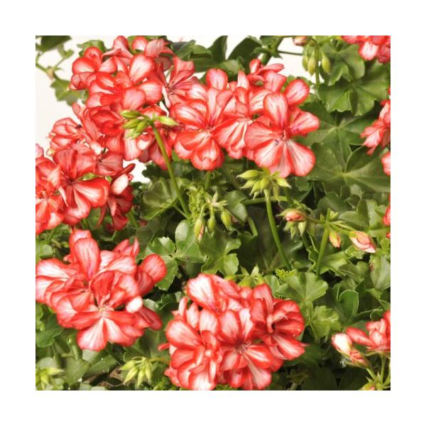 ゼラニウム 苗の人気商品 通販 価格比較 価格 Com