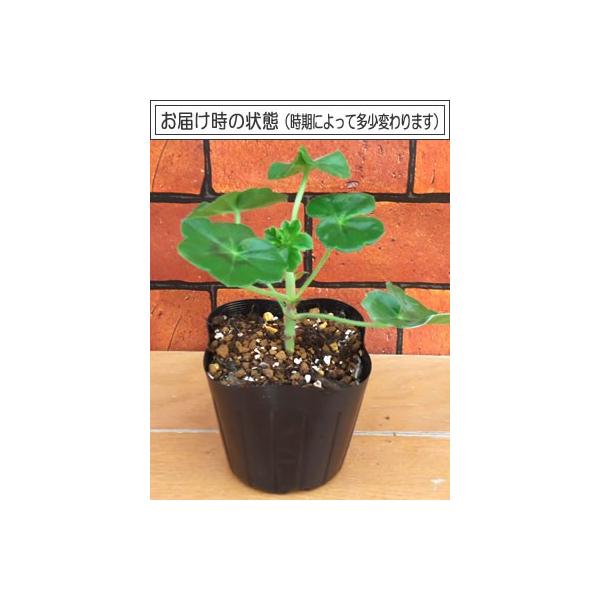 ゼラニウム アイビーゼラニューム 花 苗 八重咲き 宿根草 栄養系 ゼラニューム ホワイトパール 1株 育て方の説明書付 Buyee Buyee Japanese Proxy Service Buy From Japan Bot Online
