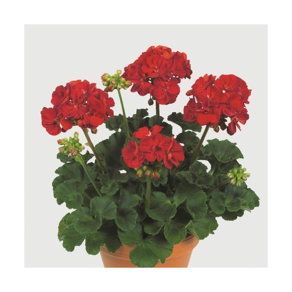 ゼラニウム ゼラニューム 宿根草 栄養系 ゾナール ピクトール １株 多年草 ゼラニウム 苗 花の苗 N Gera Pic イングの森 花 苗 育て方 通販 Yahoo ショッピング