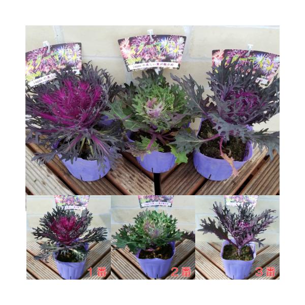 苗 葉牡丹の人気商品 通販 価格比較 価格 Com