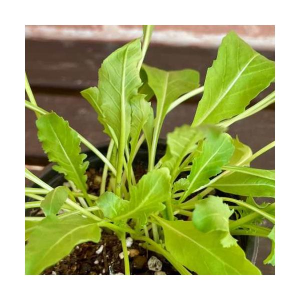 野生のルッコラです。辛みと苦み風味豊かな特徴を持ち、サラダや炒め物に使います。また、おひたしでも美味しいです。ごまの様な香ピリ辛なのでお子さんにはちょっと・・・かな。でもこの辛みがクセになるのです。イタリアでは料理に多用されています。・食感...