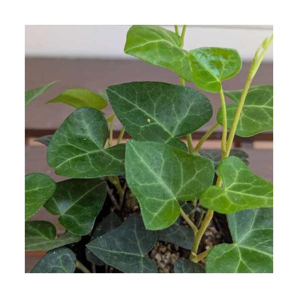 アイビー（ヘデラ） ハートリーフ 3号（直径9cm）ポット苗 １株 観葉植物 カラーリーフ 寄せ植え つる性 ハンギング